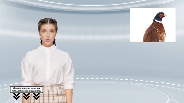 Охотники незаконно добыли самок фазана