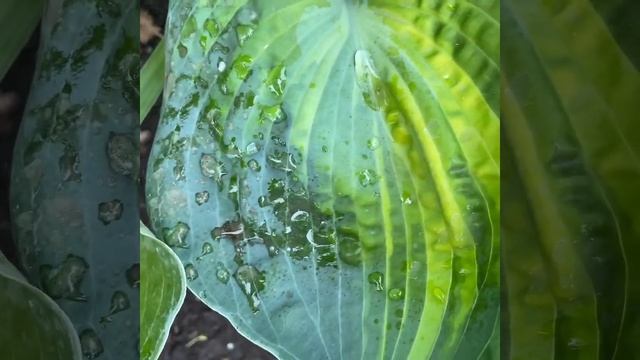 Хоста рино хайд (hosta Rhino Hide) Хосты.#хоста#хосты#хоста#сад#садоводство#сады#любимаядача