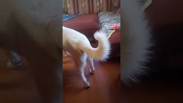 Пёс с шиншилами смотреть онлайн
