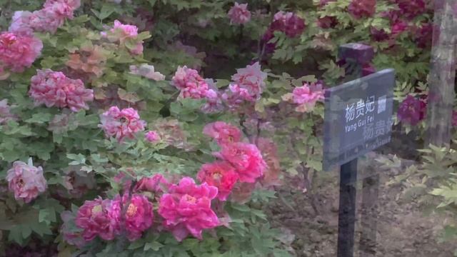 唯有牡丹真国色，花开时节动京城。2021年洛阳牡丹盛花期实拍 смотреть онлайн