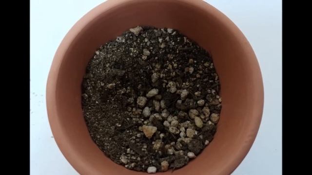 문가드니스 다육 토분 심기 및 번식 2019년3월11일 (Succulent plant) смотреть онлайн