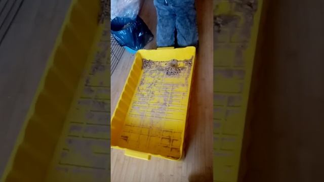 Как ухаживать за кроликом?! Вот так. смотреть онлайн