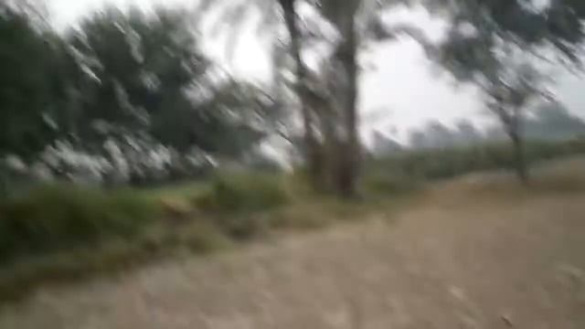 Hunting with hobby falcon in fields with children смотреть онлайн