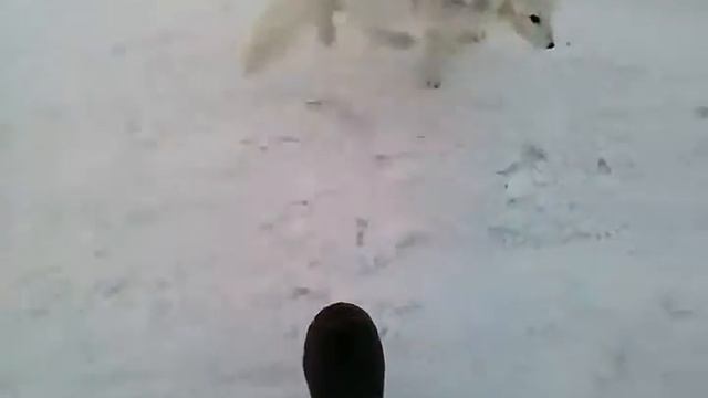 Бешеный писец смотреть онлайн