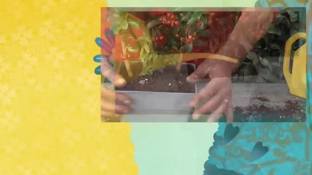 Lezioni di giardinaggio COMPO: coltivare la Pyracantha! смотреть онлайн