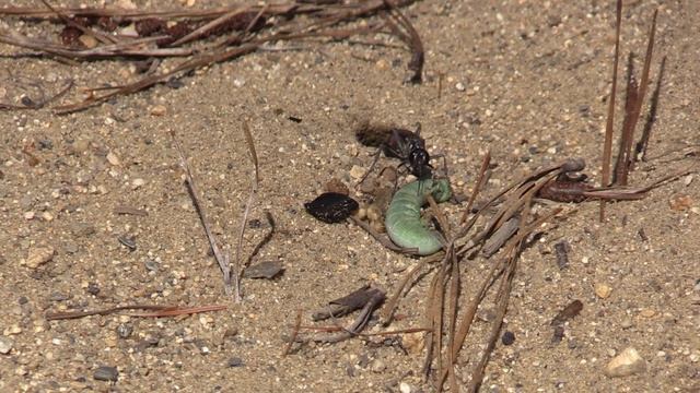 Cowgirl Wasp Buries a Caterpillar смотреть онлайн