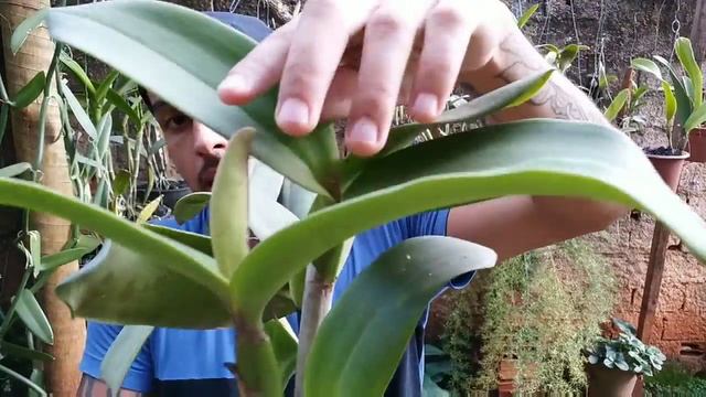 Espatas florais nas orquídeas