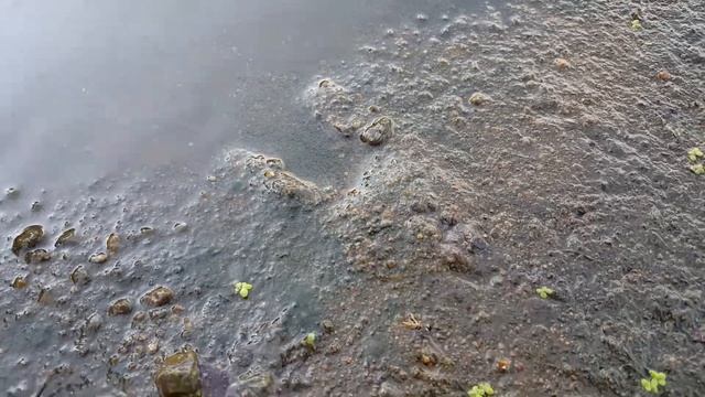 Smooth Softshell (Apalone mutica) - 20190902 173121 смотреть онлайн