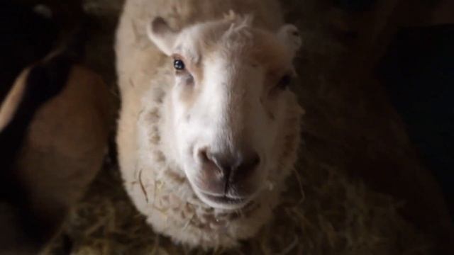 40% More Farm смотреть онлайн