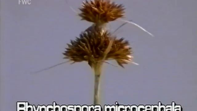 beakrush / horned-rush / small-headed beak-rush (Rhynchospora species) смотреть онлайн