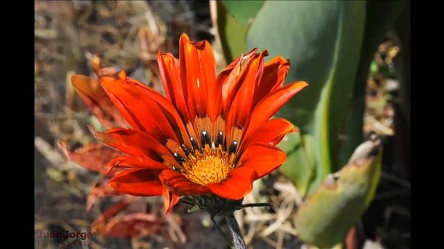 Flores смотреть онлайн