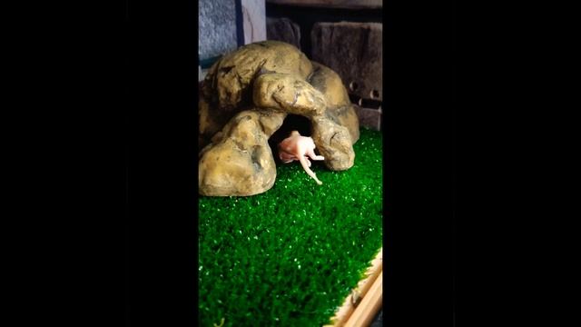 Маисовый полоз кормление смотреть онлайн