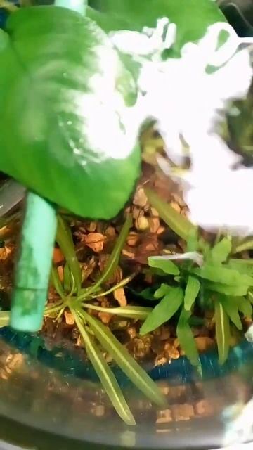 Мой аквариум сверху. #питомцы #рыбки #гуппи. смотреть онлайн