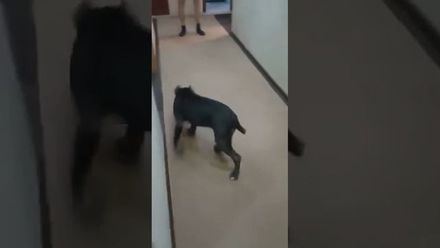 Д. П.Ванесса смотреть онлайн