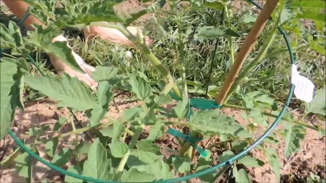 Garden Journal #10 July 2, 2017. смотреть онлайн