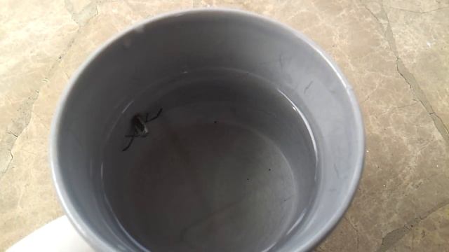 Flying Waterbug смотреть онлайн