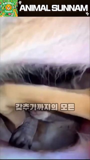 아기 캥거루의 도전!🦘✨ смотреть онлайн