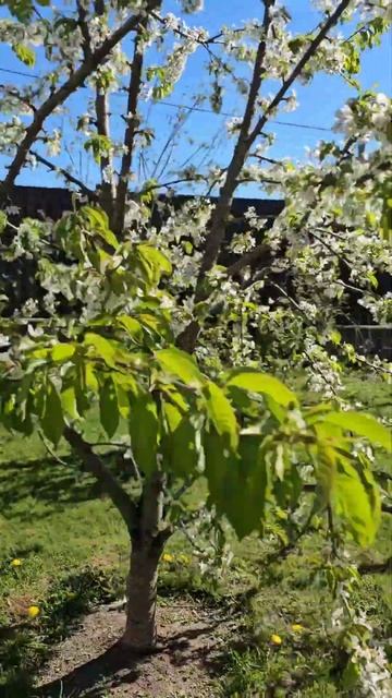 Как вырастить черешню просто смотреть онлайн