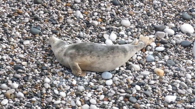 Thursday morning seals - 9th May 2024 смотреть онлайн