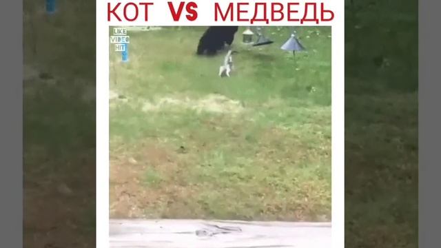 Кот VS медведь смотреть онлайн