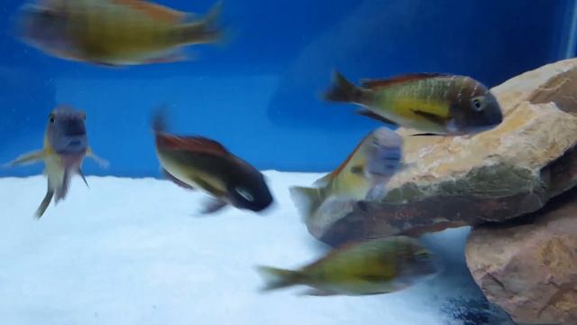Tropheus red rainbow kasanga смотреть онлайн