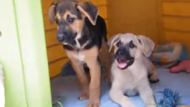 Gertie & Gretchen - Juni 2016 - Tierhilfe Korfu e.V. смотреть онлайн