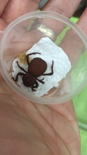 Newly emerged Blue death feigning beetle (Asbolus verrucosus) #shorts смотреть онлайн