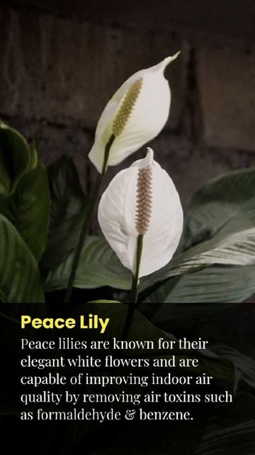 Top 10 plants for positive vibes at home. #short #shortvideo #short смотреть онлайн