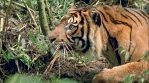 Суматранский тигр – самый ОПАСНЫЙ хищник джунглей! Необычайно агрессивный и редкий кот!
