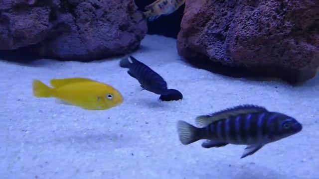 Pseudotropheus sp. elongatus Masimbwe Wild смотреть онлайн