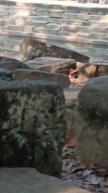 VID20240402160940 viral Monkey |popular monkey Cambodia смотреть онлайн