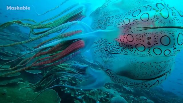 A New Rare Jellyfish Has Been Discovered Off Papua New Guinea | Mashable смотреть онлайн
