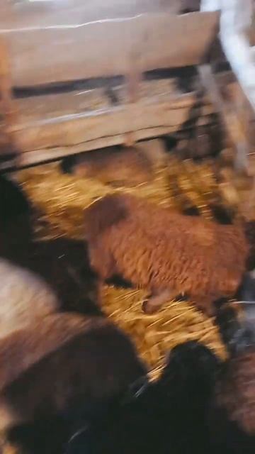 Вечернее кормление ягнят. #ягнята #ягненок #овцы #вашаферма #ферма #бараны #окот #содержаниеягнят смотреть онлайн