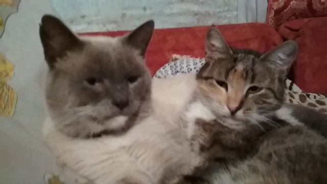 Влюбленная парочка🙂🐈💛🐈 смотреть онлайн