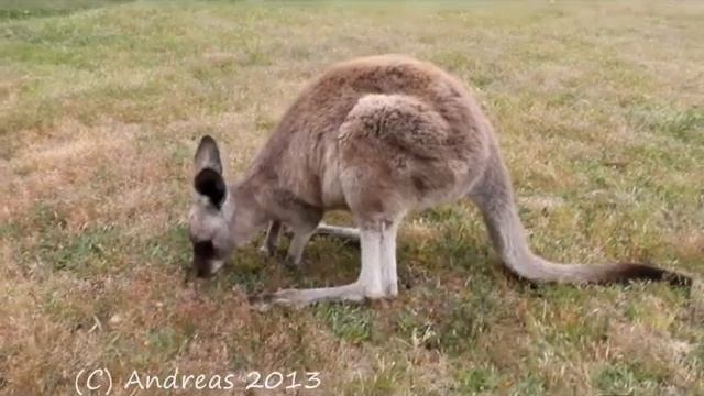 Kangaroo /// Кенгуру,,, смотреть онлайн