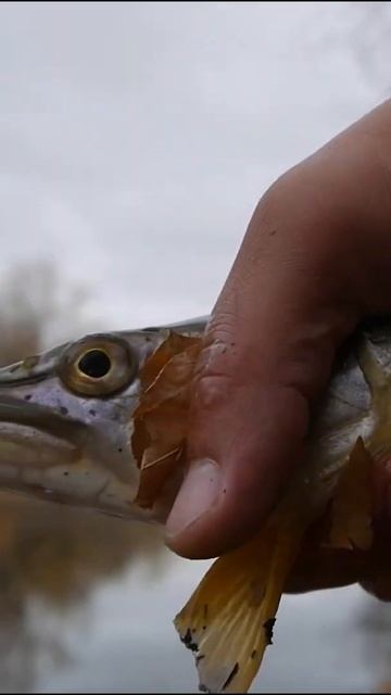 Не ожидал что в этом болоте столько много мелкой щуки! смотреть онлайн