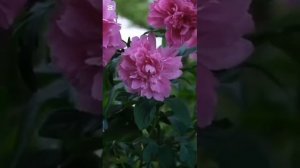 Боже, как нужно... # христианская песня