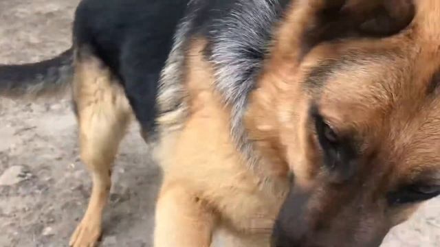 Гарна овчарка🐶 смотреть онлайн