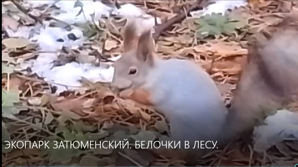 ЭКОПАРК ЗАТЮМЕНСКИЙ. БЕЛОЧКИ В ЛЕСУ. смотреть онлайн