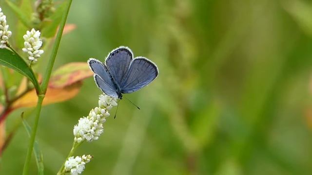 Silver-studded Blue Visits Pale Smartweed 240fps ヒメシジミ♂がオオイヌタデ（白花）で訪花吸蜜｜スローモーション смотреть онлайн
