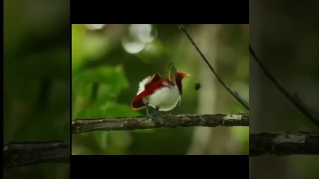 The king bird of paradise смотреть онлайн