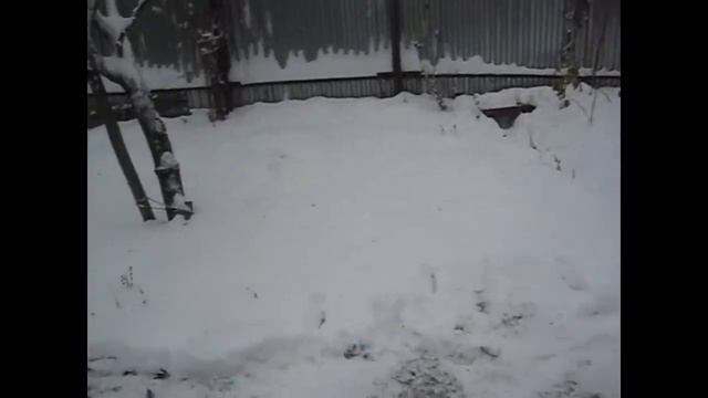 Подвалило снега/ Кот на картошке/ Кур выпустила гулять смотреть онлайн