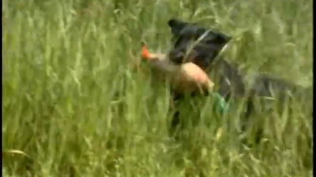 Heatstroke Prevention for Hunting Dogs смотреть онлайн