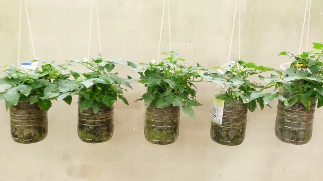 It's too much fruit, delicious and very easy to grow at home смотреть онлайн