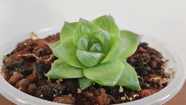 Haworthia cymbiformis Plant ll How I Care смотреть онлайн