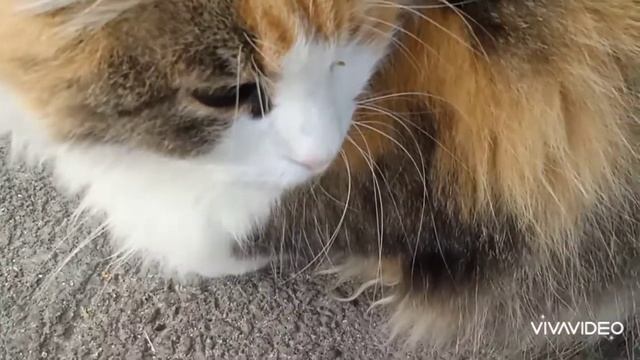 Этих бездомных котиков кормят и любят прохожие😺❤️🙏 смотреть онлайн