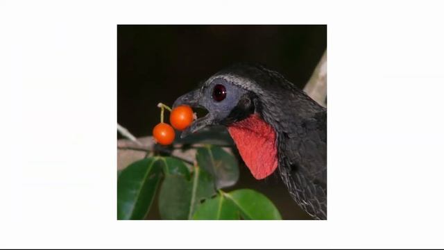 EVOLUÇÃO DAS PLANTAS: OS 4 GRUPOS VEGETAIS смотреть онлайн