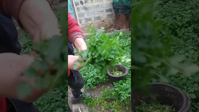 Витамины с грядки #6 смотреть онлайн