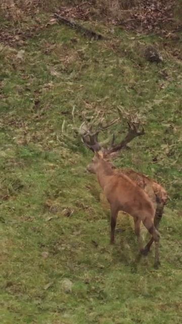 New Zealand Red-Stag in the Wild - #shorts #Redstag #wildlifephotography смотреть онлайн