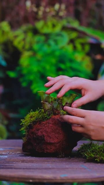 make a carnivorous plant wit lava rock hydroponic idea смотреть онлайн
